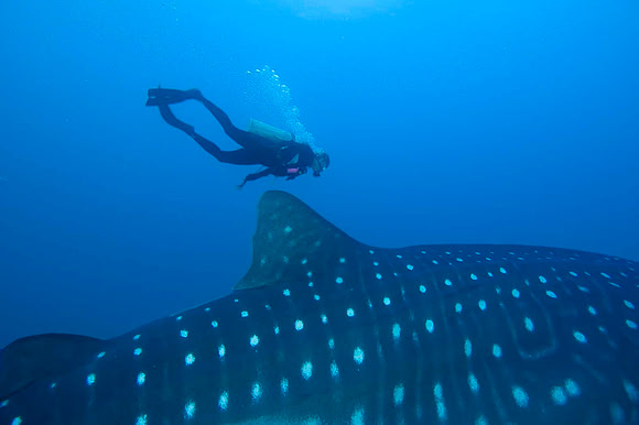 Whale Shark 4003