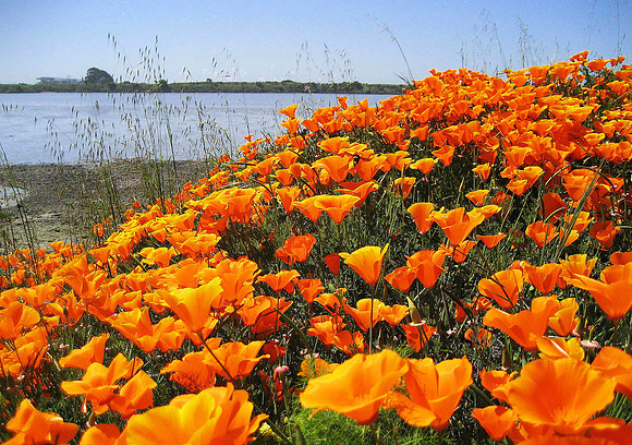 Poppies 0162