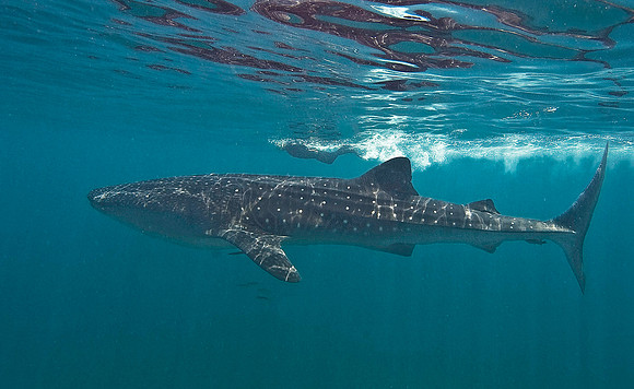 Whale Shark 0045