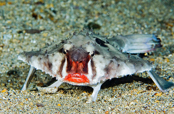 Red-lipped Batfish