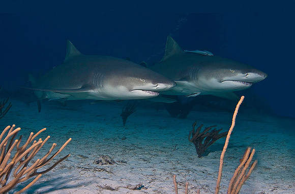 Lemon Shark 0155