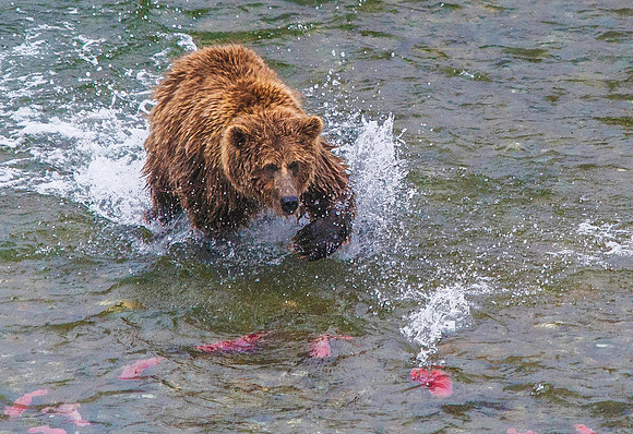 Brown Bear hunting Sockeye Salmon, Katmai 5980