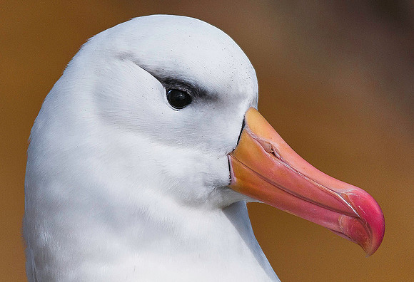 Black-Browed Albatross, South Harbour, New Island 8795