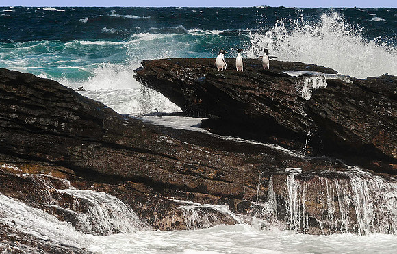 Rockhopper Penguins, South Harbour, New Island 8871