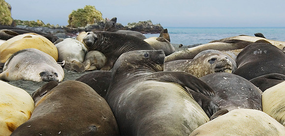 Southern Elephant Seals 2661