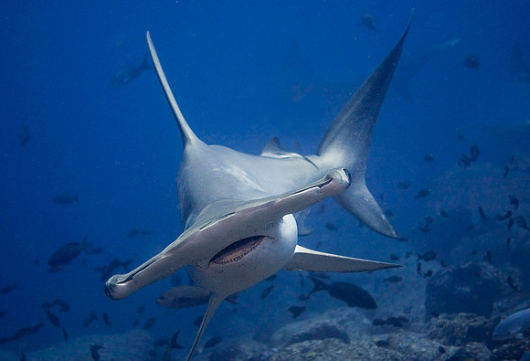 Scalloped Hammerhead Shark 4659