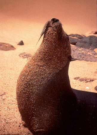 Galápagos Sea Lion