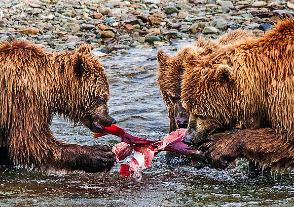 Brown Bear Cubs & Mom, feasting on Sockeye Salmon, Katmai 6106