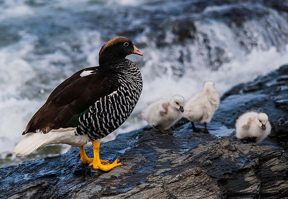 Kelp Geese, Sea Lion Island 9327