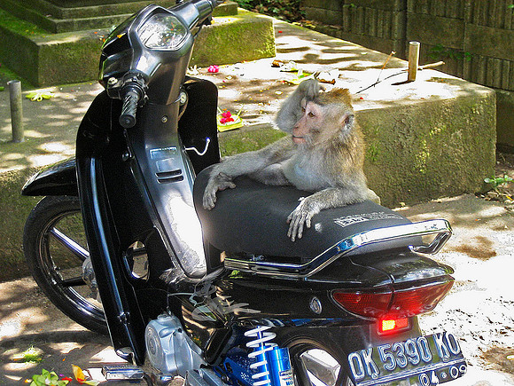 Monkey Forest, Bali 3094