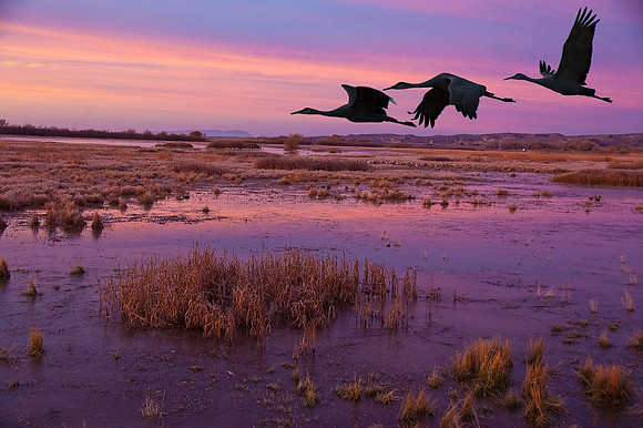 Sand Hill Crane 2385