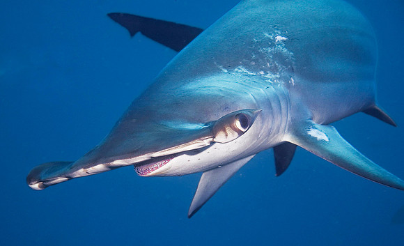 Scalloped Hammerhead Shark 4344