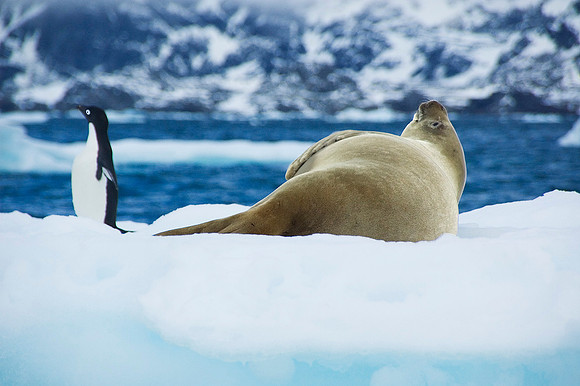 Crabeater Seal and Adelie Penguin 2813