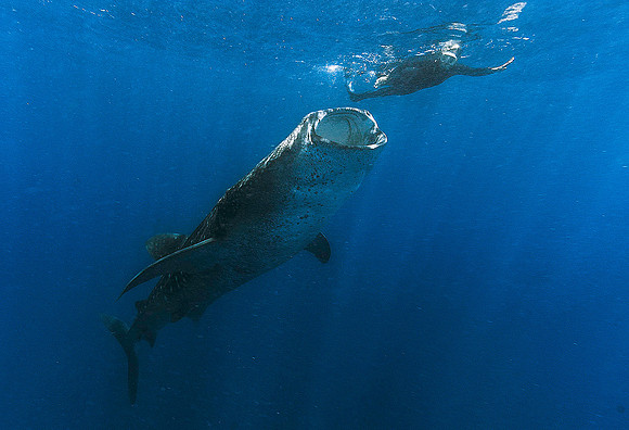 Whale Shark, Isla Mujeres3334