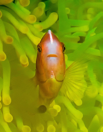 Anemonefish p4250532