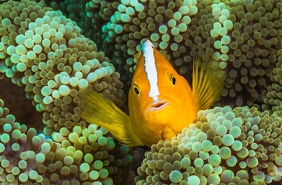 Orange Anemonefish p4270667