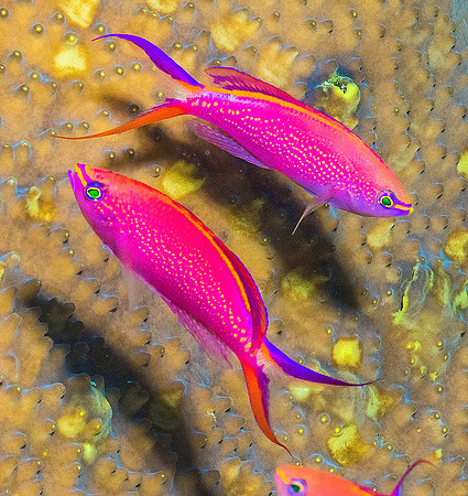 Anthius p4260583