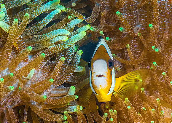 Clark's Anemonefish p4280739