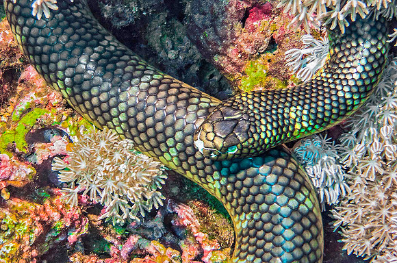 Chinese Sea Snake, Manuk Island p4230403