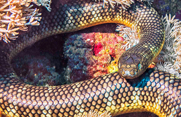 Chinese Sea Snake, Manuk Island p4230405