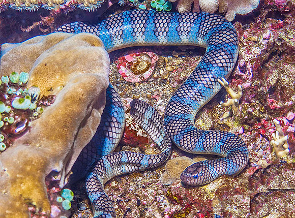 Banded Sea Snake, Manuk Island p4240464