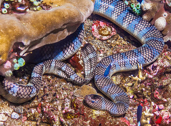 Banded Sea Snake, Manuk Island p4240466