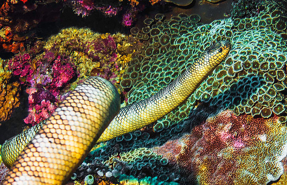 Chinese Sea Snake, Manuk Island p4230393