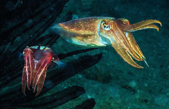 Cuttlefish p4190113