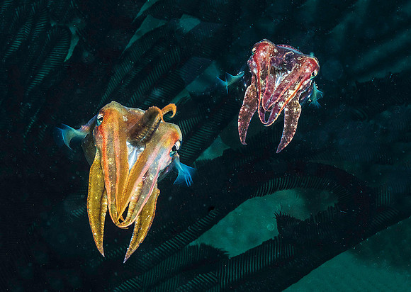 Cuttlefish p4190120