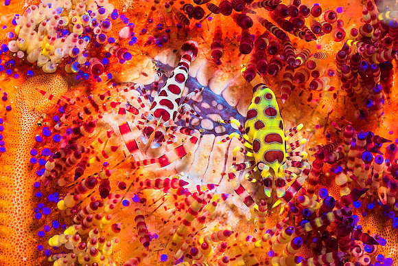 Coleman Shrimp in Fire Urchin p4190149