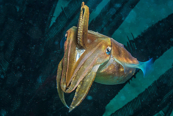 Cuttlefish p4190118
