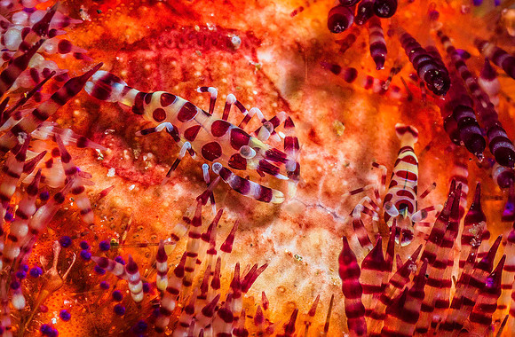 Coleman Shrimp in Fire Urchin p4190130