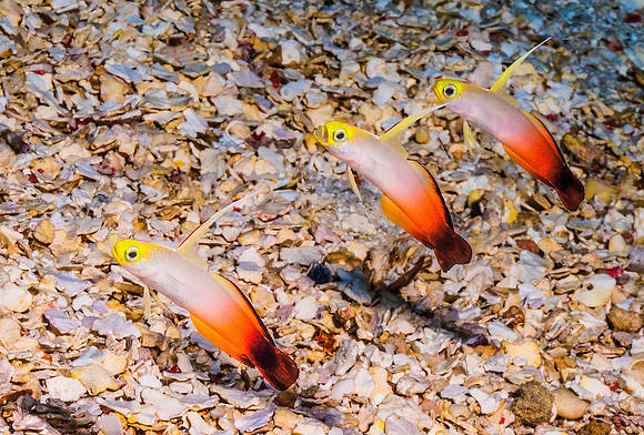 Fire Dartfish p4250530