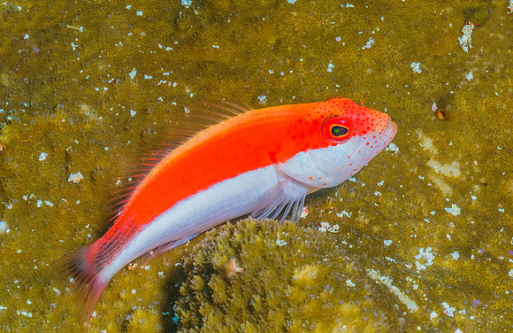 Freckled Hawkfish p4280744