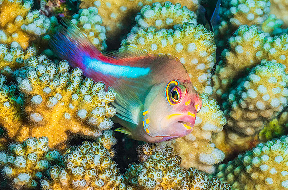 Arc-Eye Hawkfish p4280750