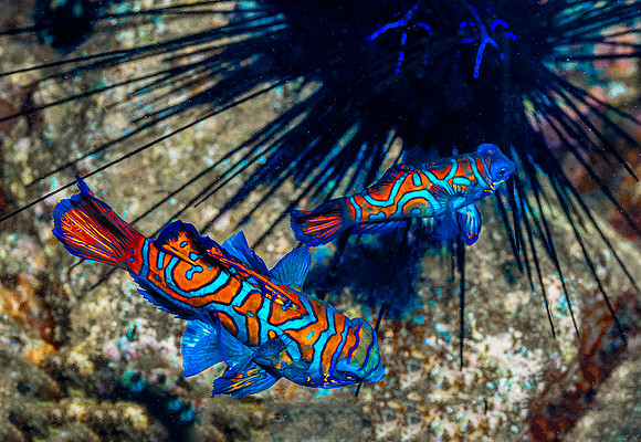 Mandarinfish p4220362