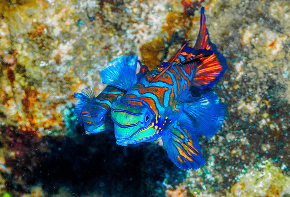 Mandarinfish p4220364