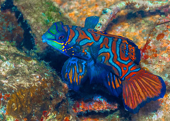 Mandarinfish p4220348