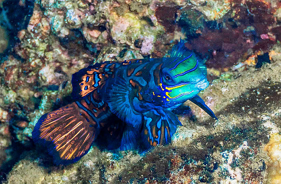 Mandarinfish p4220356
