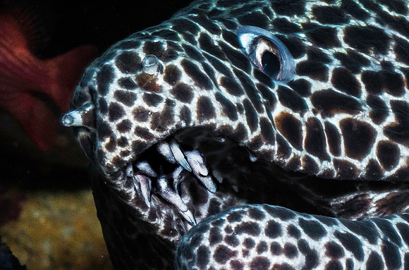 Honeycomb Moray Eel p4200197