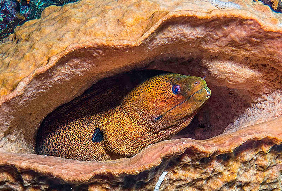 Moray Eel p4210275