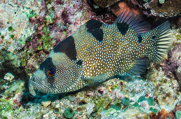 Spotted Soapfish p4200208