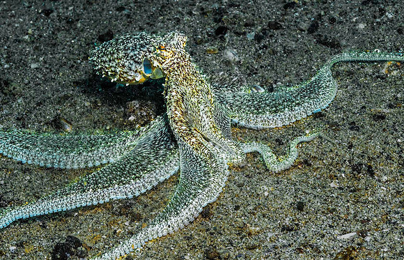 Octopus p4190161