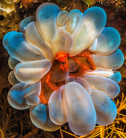 Orangutan Crab in Bubble Coral p4270656