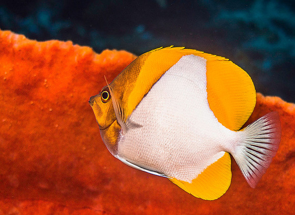 Pyramid Butterflyfish p4230437
