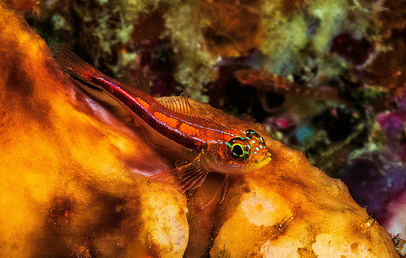 Striped Triplefin p4280707
