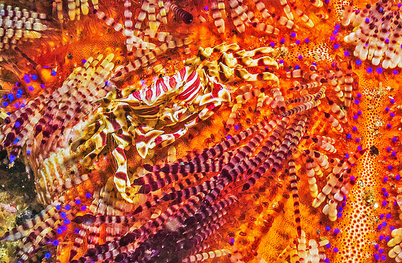 Zebra Crab p4190138