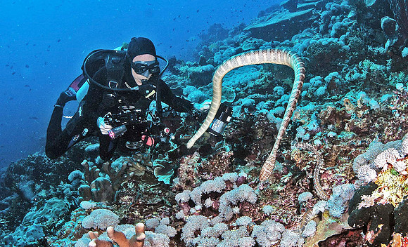 Chinese Sea Snake & the photographer, Photo by Jason Marks, Oakland, California