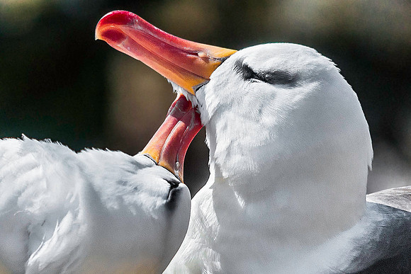 Preening Black-Browed Albatross, South Harbour, New Island 8975