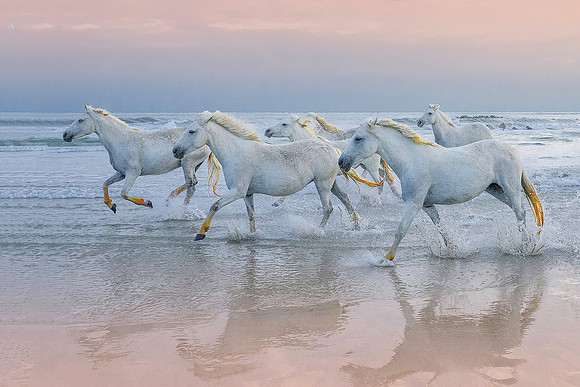 White Camargue Stallions 211115